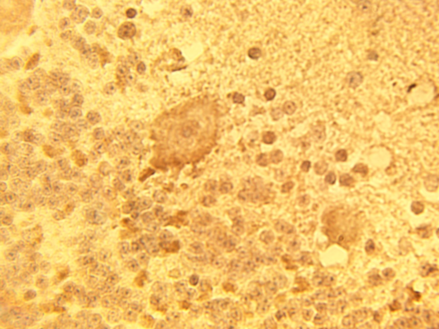 Immunohistochemical staining of normal human brain tissue using DEGS1 antibody (Cat. No. X2383P) at 15 µg/ml.